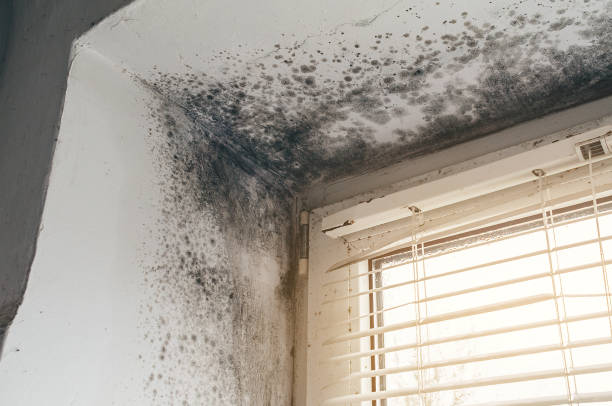 Affordable Mold Cleanup solutions in Kingston, TN